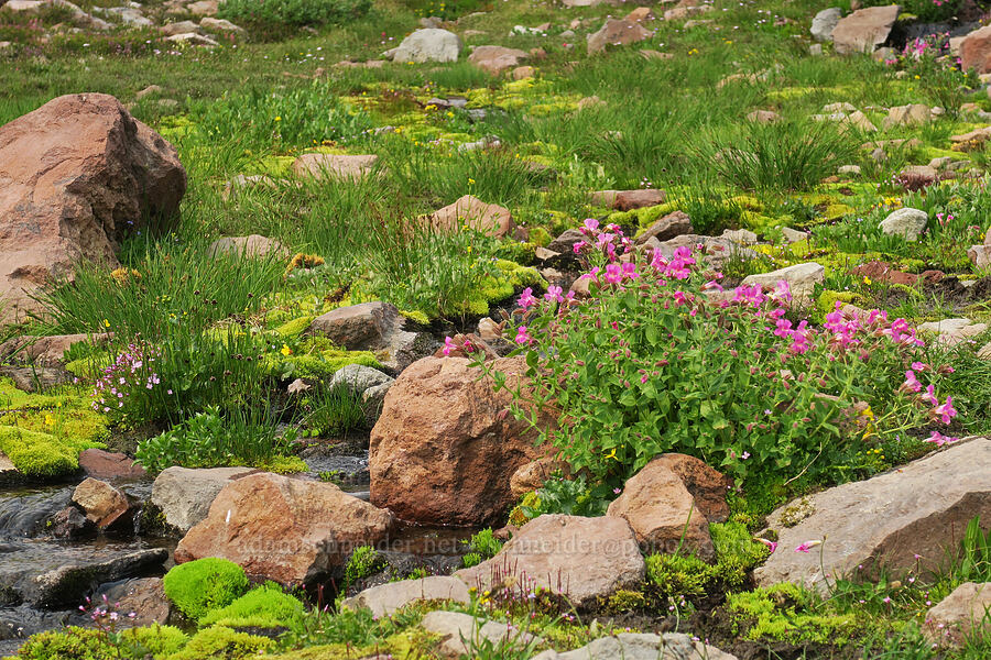 alpine/subalpine wildflowers (Erythranthe lewisii (Mimulus lewisii), Epilobium anagallidifolium (Epilobium alpinum), Petasites frigidus var. frigidus) [Skyline Trail, Mt. Rainier National Park, Pierce County, Washington]