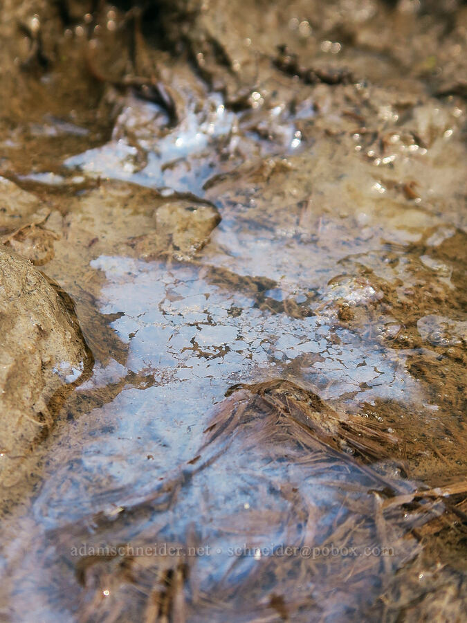 sheen from iron-oxidizing bacteria [Skyline Trail, Mt. Rainier National Park, Pierce County, Washington]