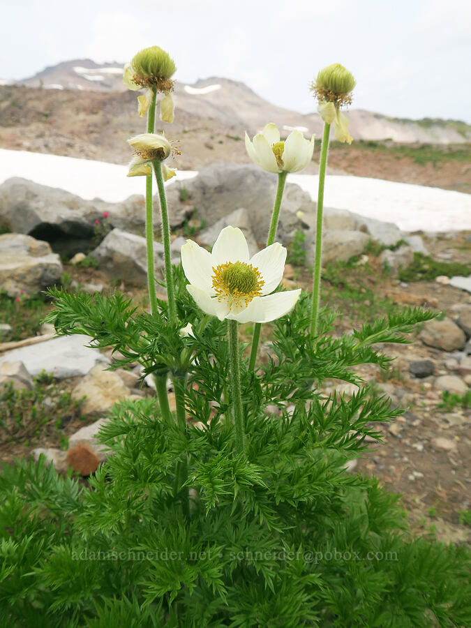 western pasqueflowers (Anemone occidentalis (Pulsatilla occidentalis)) [Skyline Trail, Mt. Rainier National Park, Pierce County, Washington]