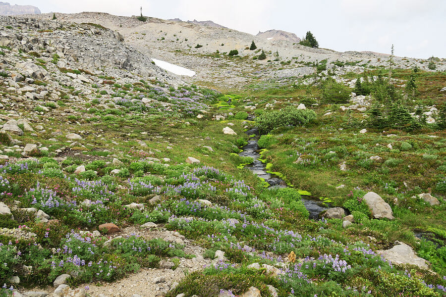 wildflowers (Lupinus sp., Phyllodoce empetriformis, Cassiope mertensiana) [Skyline Trail, Mt. Rainier National Park, Pierce County, Washington]