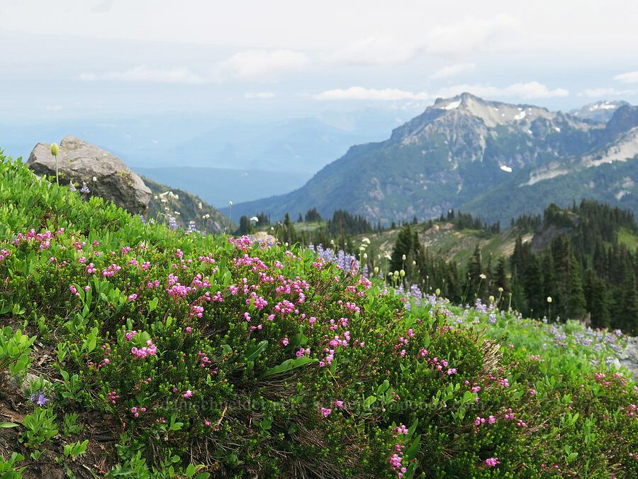 wildflowers (Phyllodoce empetriformis, Lupinus latifolius, Valeriana sitchensis, Bistorta bistortoides (Polygonum bistortoides)) [Skyline Trail, Mt. Rainier National Park, Washington]