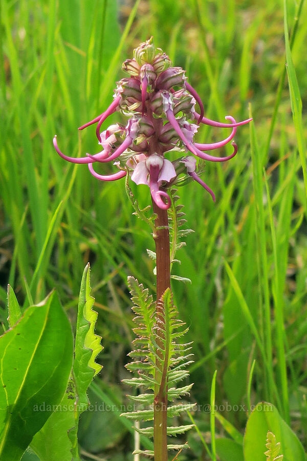 elephant's-head lousewort (Pedicularis groenlandica) [Skyline Trail, Mt. Rainier National Park, Pierce County, Washington]
