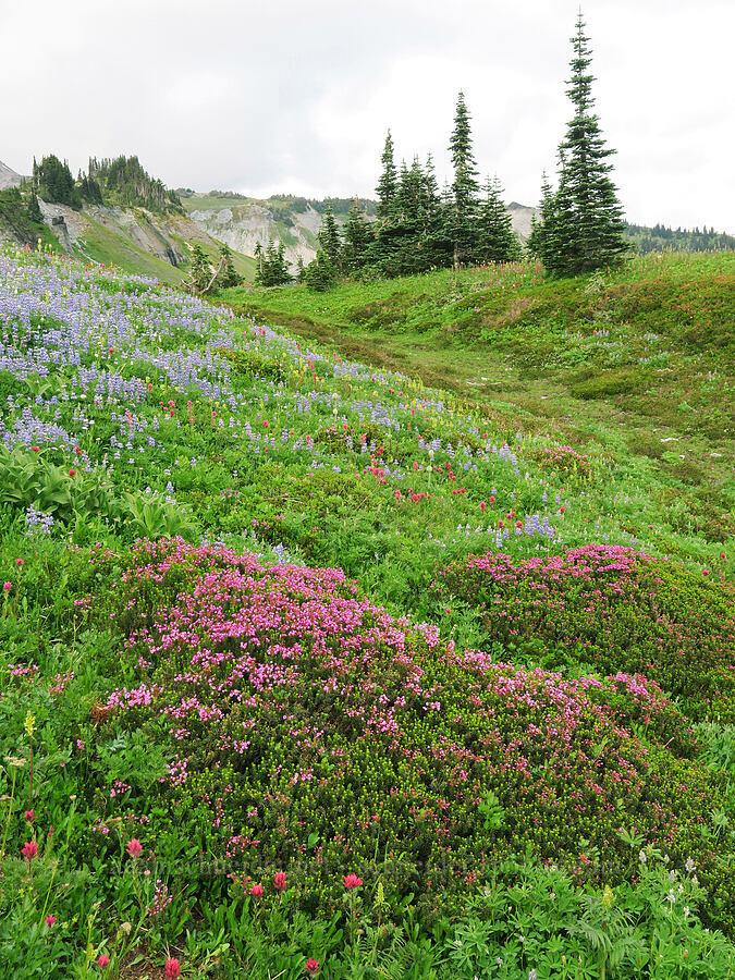 wildflowers (Phyllodoce empetriformis, Lupinus latifolius, Castilleja parviflora var. oreopola) [Skyline Trail, Mt. Rainier National Park, Pierce County, Washington]