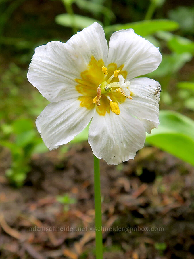avalanche lily (Erythronium montanum) [Skyline Trail, Mt. Rainier National Park, Pierce County, Washington]