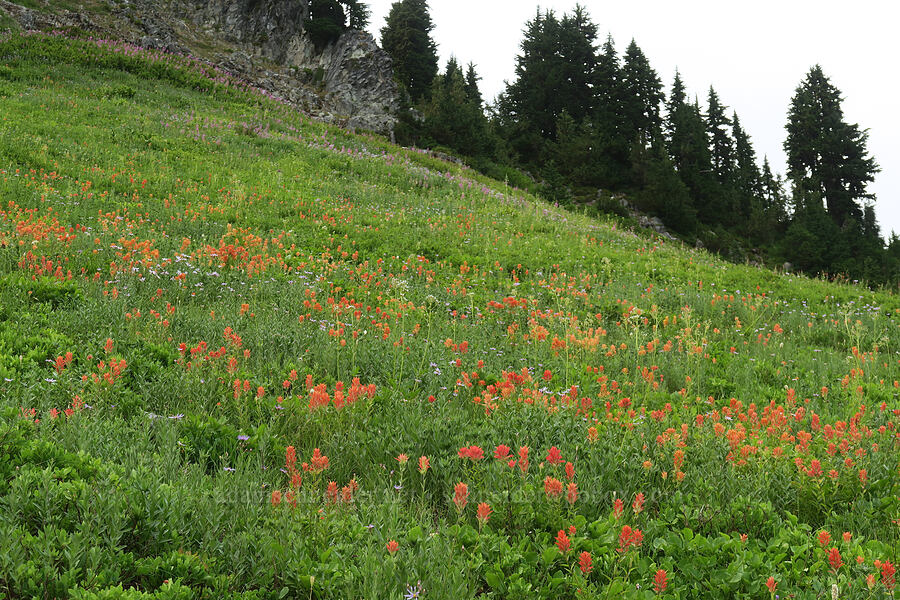 scarlet paintbrush (Castilleja miniata) [Skyline Trail, Mt. Rainier National Park, Pierce County, Washington]
