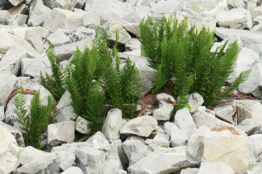 alpine lady fern (Athyrium distentifolium var. americanum (Athyrium alpestre ssp. americanum)) [Skyline Trail, Mt. Rainier National Park, Pierce County, Washington]