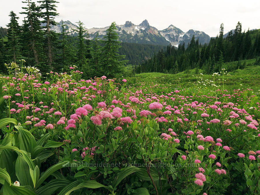 subalpine spirea (Spiraea splendens (Spiraea densiflora)) [Skyline Trail, Mt. Rainier National Park, Pierce County, Washington]