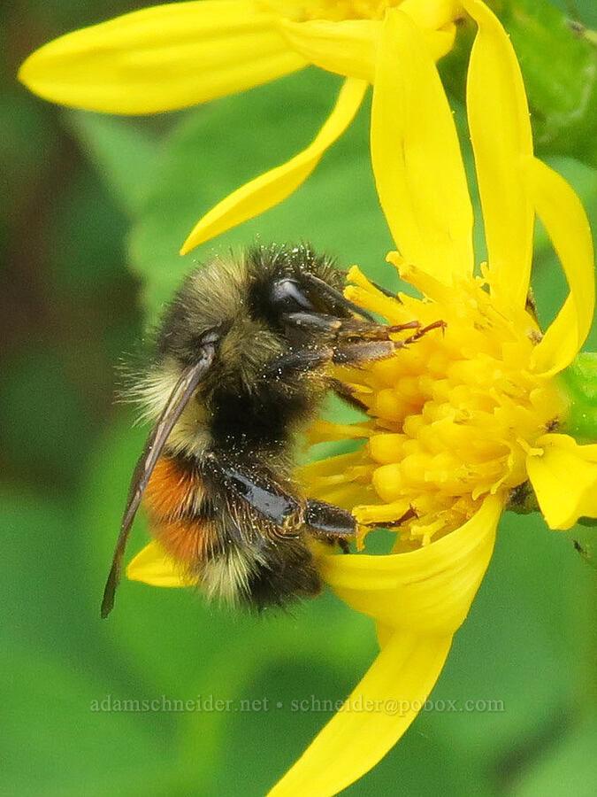 two-form bumblebee on arrow-leaf groundsel (Bombus bifarius, Senecio triangularis) [Skyline Trail, Mt. Rainier National Park, Pierce County, Washington]