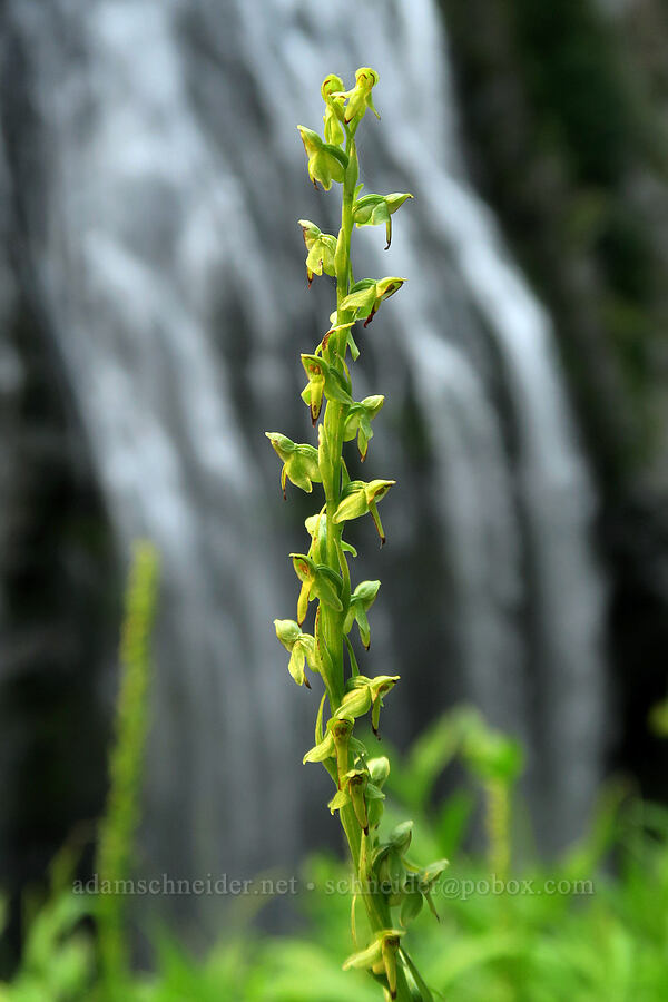 slender bog orchid (Platanthera stricta (Piperia stricta)) [Narada Falls Trail, Mt. Rainier National Park, Lewis County, Washington]