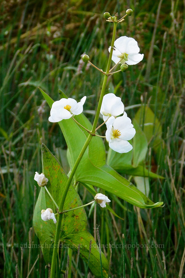 wapato flowers (Sagittaria latifolia) [Scappoose Bay, Columbia County, Oregon]