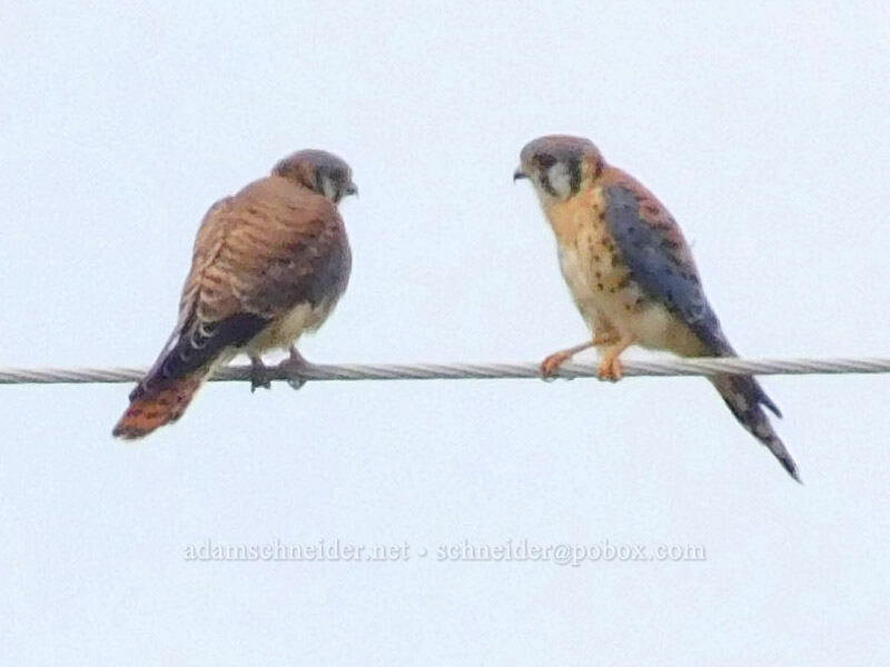 pair of kestrels (Falco sparverius) [Scappoose Bay, Columbia County, Oregon]