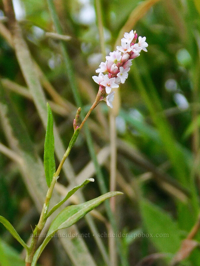water pepper (swamp smartweed) (Persicaria hydropiperoides (Polygonum hydropiperoides)) [Scappoose Bay, Columbia County, Oregon]