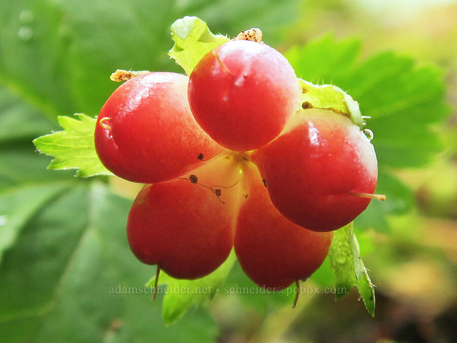 five-leaf bramble berries (Rubus pedatus) [Skyline Divide Trail, Mt. Baker-Snoqualmie National Forest, Whatcom County, Washington]