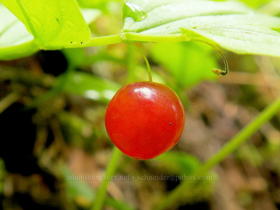 rosy twisted-stalk berry (Streptopus lanceolatus (Streptopus roseus)) [Skyline Divide Trail, Mt. Baker-Snoqualmie National Forest, Whatcom County, Washington]