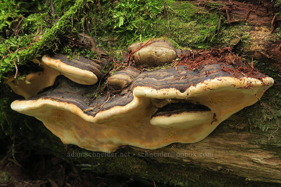 bracket fungus [Skyline Divide Trail, Mt. Baker-Snoqualmie National Forest, Whatcom County, Washington]