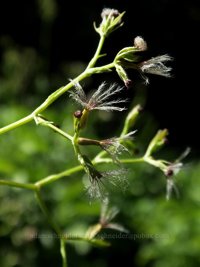 Sitka valerian seeds (Valeriana sitchensis) [Skyline Divide Trail, Mt. Baker-Snoqualmie National Forest, Whatcom County, Washington]