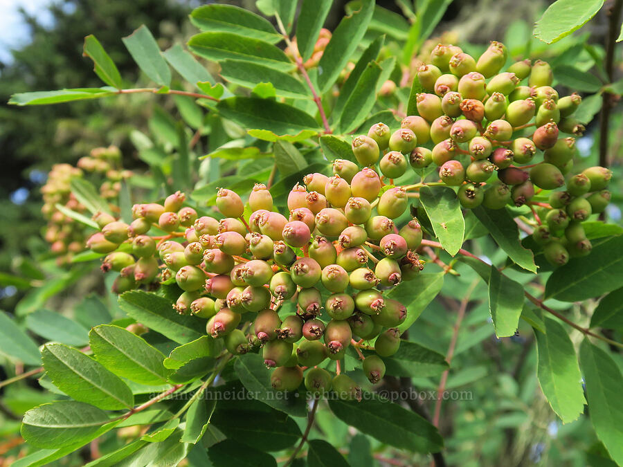 Sitka mountain-ash berries (Sorbus sitchensis) [Skyline Divide Trail, Mt. Baker Wilderness, Whatcom County, Washington]