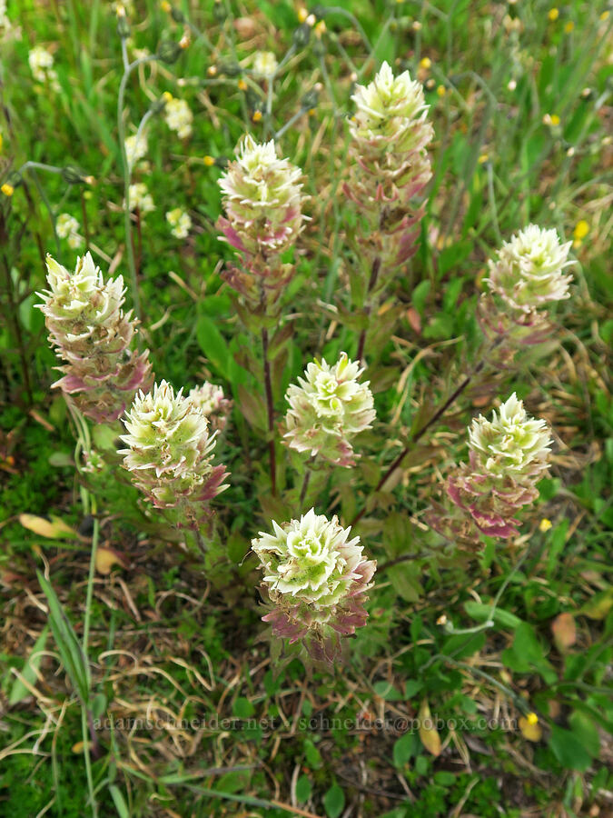 white paintbrush (Castilleja parviflora var. albida) [Skyline Divide Trail, Mt. Baker Wilderness, Whatcom County, Washington]
