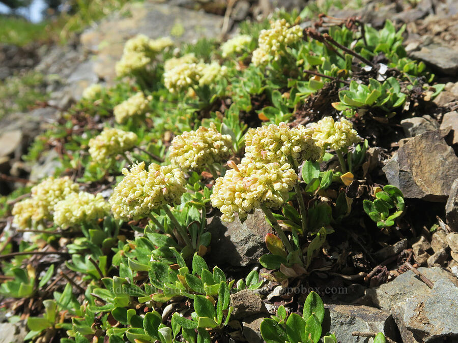 subalpine sulphur-flower buckwheat (Eriogonum umbellatum var. majus (Eriogonum subalpinum)) [Skyline Divide Trail, Mt. Baker Wilderness, Whatcom County, Washington]