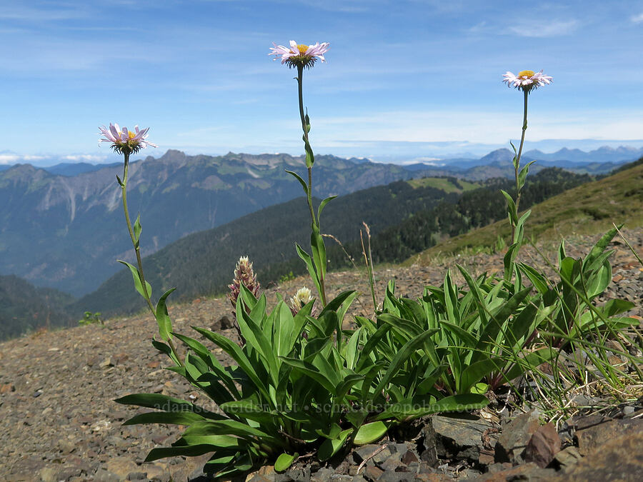 subalpine fleabane (Erigeron glacialis var. glacialis) [Skyline Divide Trail, Mt. Baker Wilderness, Whatcom County, Washington]