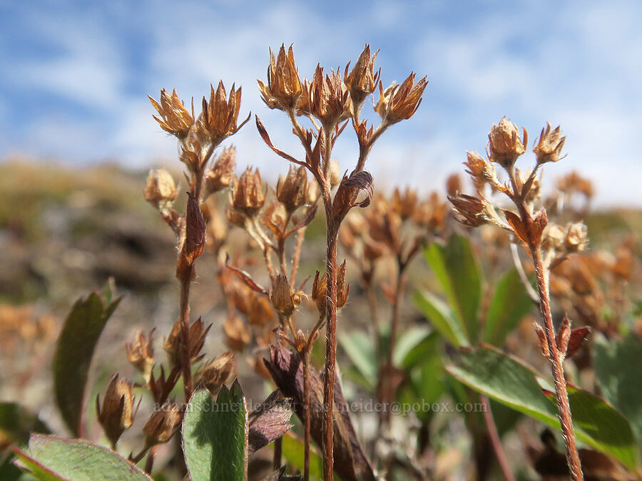 creeping sibbaldia, gone to seed (Sibbaldia procumbens (Potentilla sibbaldii)) [Skyline Divide, Mt. Baker Wilderness, Whatcom County, Washington]