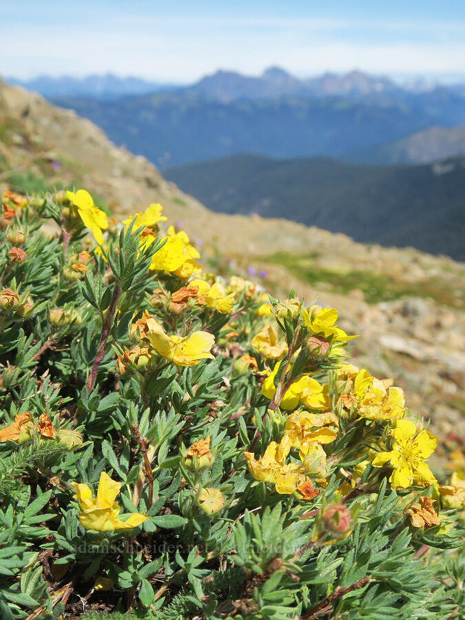 shrubby cinquefoil (Dasiphora fruticosa (Potentilla fruticosa)) [Skyline Divide, Mt. Baker Wilderness, Whatcom County, Washington]