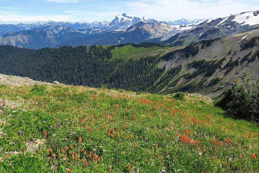 wildflowers [Skyline Divide, Mt. Baker Wilderness, Whatcom County, Washington]