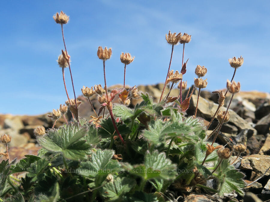 hairy cinquefoil, going to seed (Potentilla villosa) [Skyline Divide, Mt. Baker Wilderness, Whatcom County, Washington]