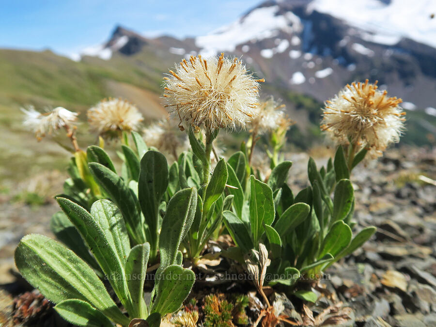 Lyall's goldenweed, gone to seed (Tonestus lyallii (Haplopappus lyallii)) [Chowder Ridge, Mt. Baker Wilderness, Whatcom County, Washington]