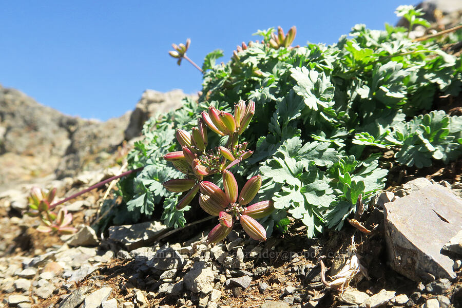 Cascade desert parsley, going to seed (Lomatium martindalei) [Chowder Ridge, Mt. Baker Wilderness, Whatcom County, Washington]