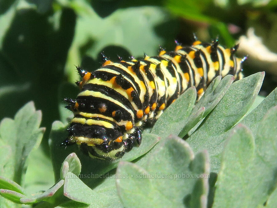 anise swallowtail butterfly caterpillar (Papilio zelicaon) [Chowder Ridge, Mt. Baker Wilderness, Whatcom County, Washington]