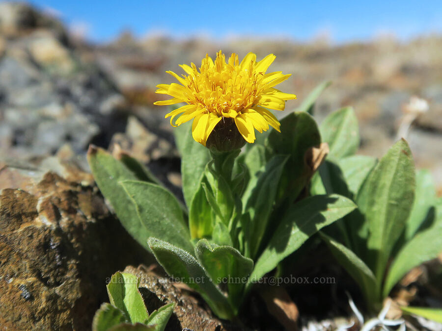 Lyall's goldenweed (Tonestus lyallii (Haplopappus lyallii)) [Chowder Ridge, Mt. Baker Wilderness, Whatcom County, Washington]