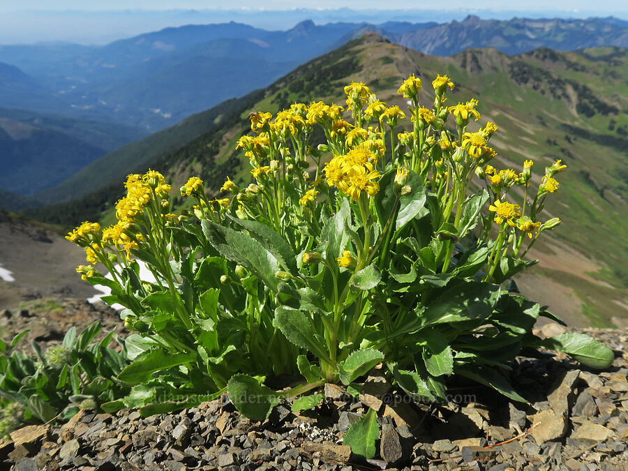Elmer's ragwort (Senecio elmeri) [Chowder Ridge, Mt. Baker Wilderness, Whatcom County, Washington]