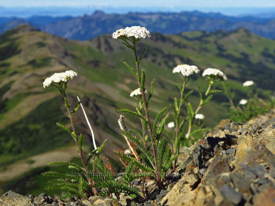 yarrow (Achillea millefolium) [Chowder Ridge, Mt. Baker Wilderness, Whatcom County, Washington]