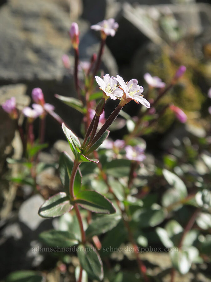 talus willow-herb (Epilobium clavatum) [Chowder Ridge, Mt. Baker Wilderness, Whatcom County, Washington]