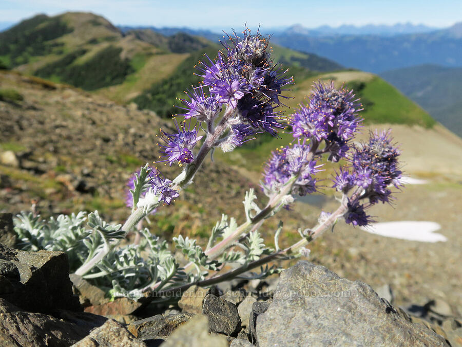 silky phacelia (Phacelia sericea) [Chowder Ridge, Mt. Baker Wilderness, Whatcom County, Washington]