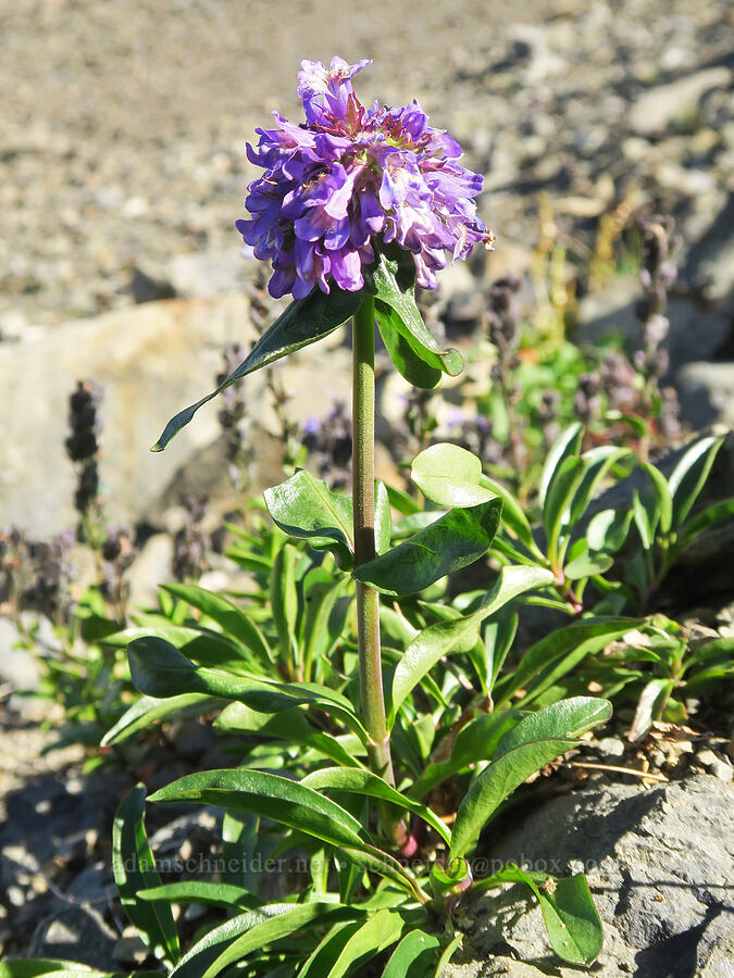 small-flowered penstemon (Penstemon procerus) [Chowder Ridge, Mt. Baker Wilderness, Whatcom County, Washington]