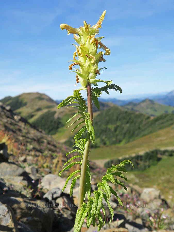 bracted lousewort (Pedicularis bracteosa) [Chowder Ridge, Mt. Baker Wilderness, Whatcom County, Washington]
