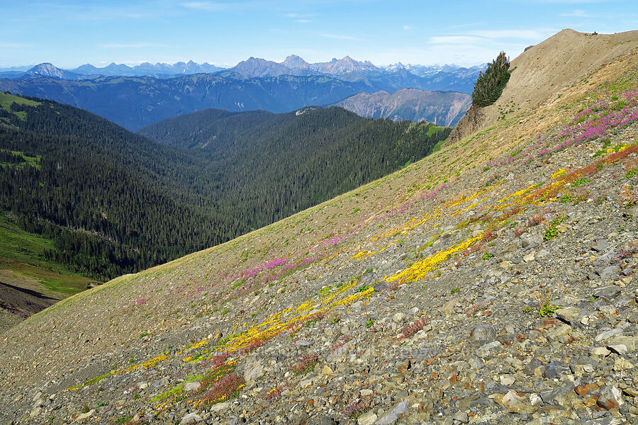wildflowers & mountains [Chowder Ridge, Mt. Baker Wilderness, Whatcom County, Washington]
