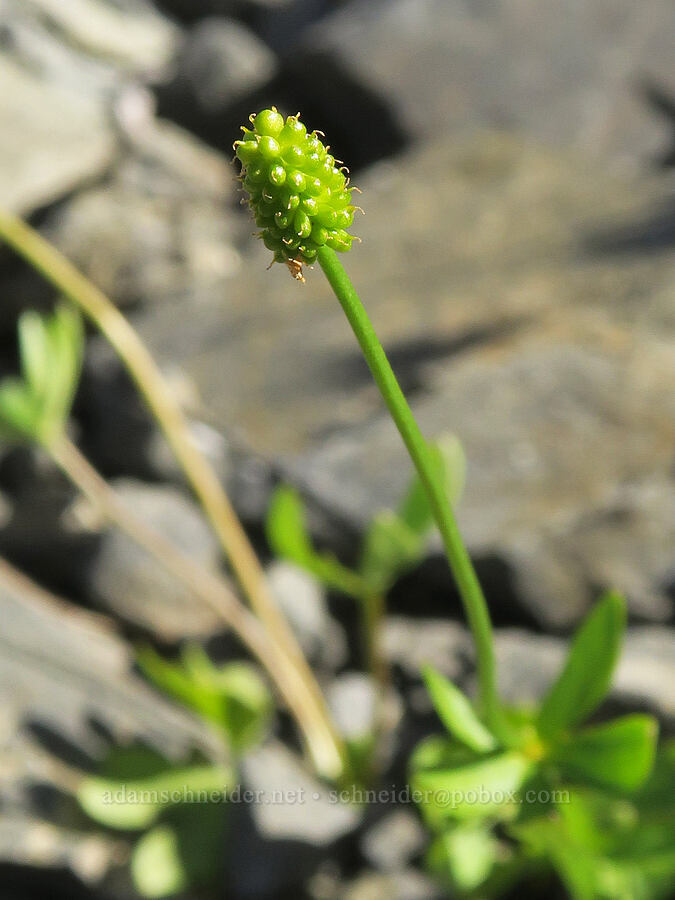 alpine buttercup (Ranunculus sp.) [Chowder Ridge, Mt. Baker Wilderness, Whatcom County, Washington]