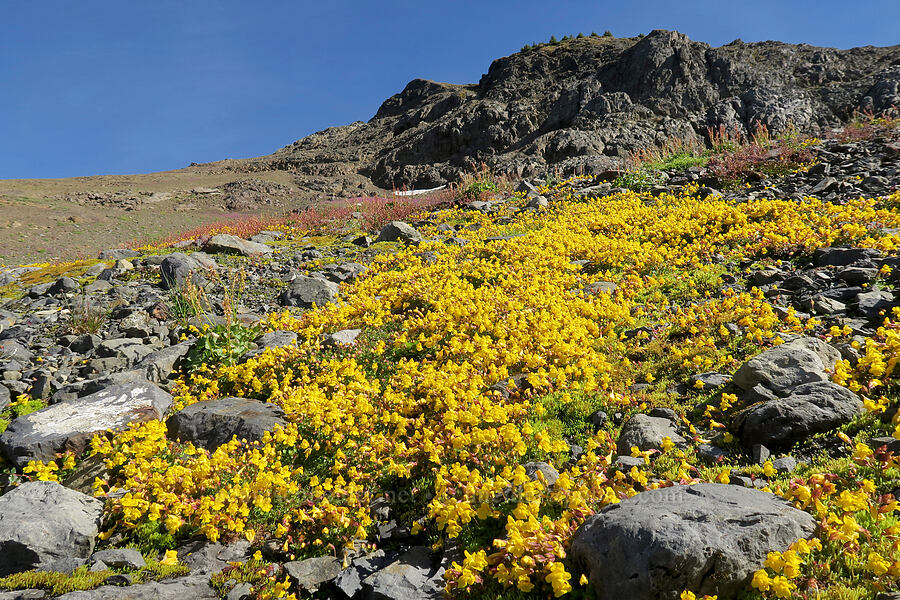 subalpine monkeyflower (Erythranthe caespitosa (Mimulus caespitosus)) [Chowder Ridge, Mt. Baker Wilderness, Whatcom County, Washington]