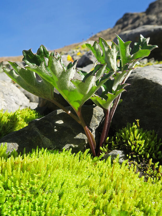 arctic colt's-foot leaves (Petasites frigidus var. frigidus) [Chowder Ridge, Mt. Baker Wilderness, Whatcom County, Washington]