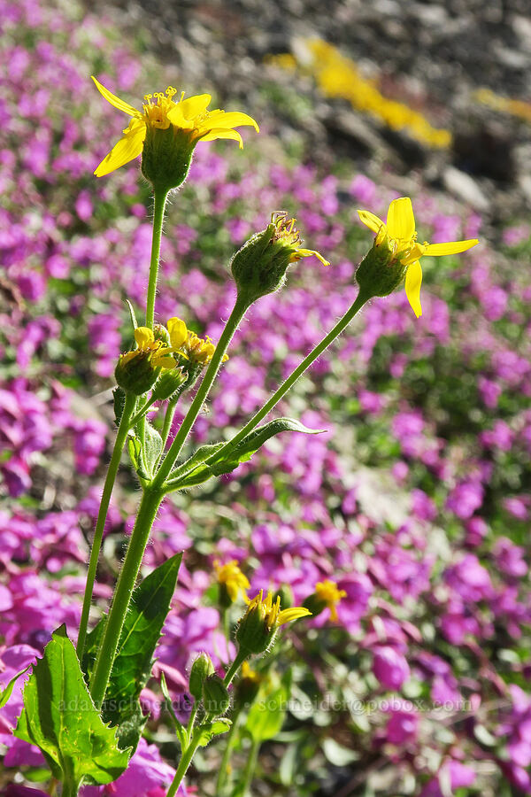 sticky-leaf arnica (Arnica ovata (Arnica diversifolia)) [Chowder Ridge, Mt. Baker Wilderness, Whatcom County, Washington]