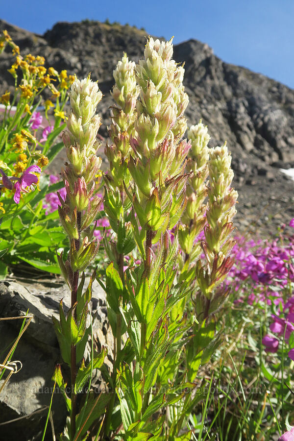 white paintbrush (Castilleja parviflora var. albida) [Chowder Ridge, Mt. Baker Wilderness, Whatcom County, Washington]