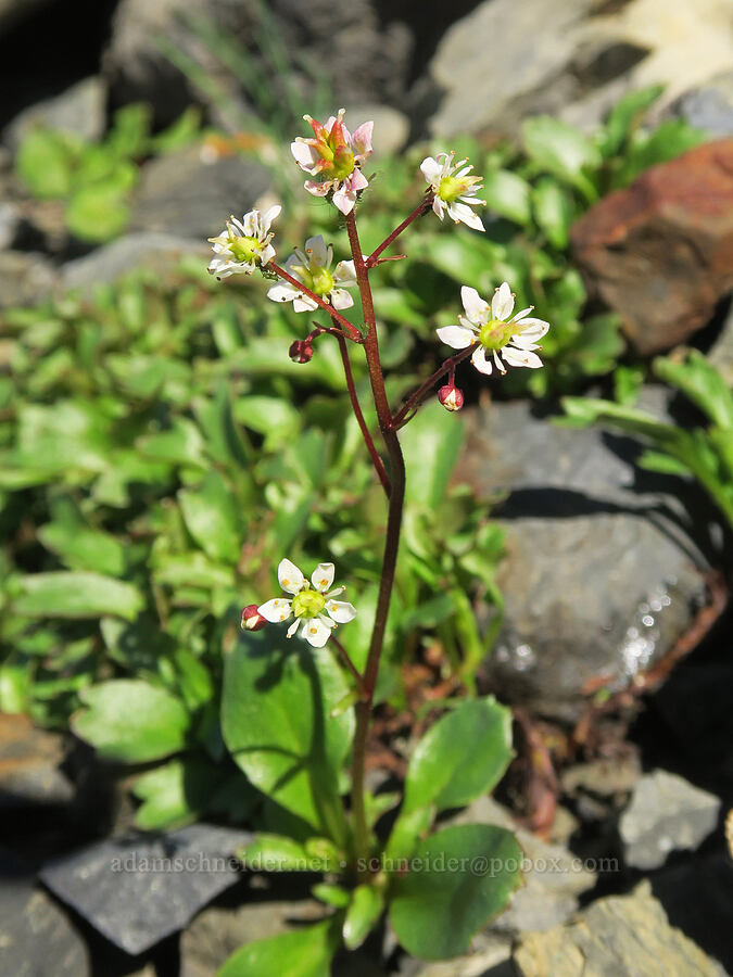 Lyall's red-stem saxifrage (Micranthes lyallii (Saxifraga lyallii)) [Chowder Ridge, Mt. Baker Wilderness, Whatcom County, Washington]