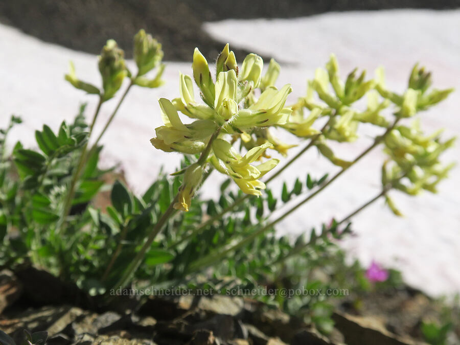 yellow locoweed (Oxytropis campestris var. spicata (Oxytropis monticola)) [Chowder Ridge, Mt. Baker Wilderness, Whatcom County, Washington]
