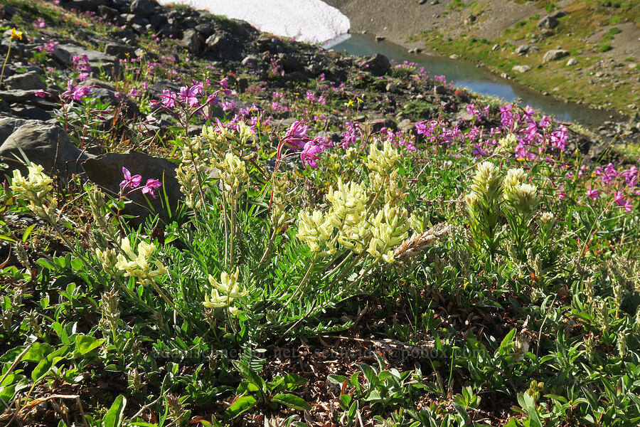 wildflowers [Chowder Ridge, Mt. Baker Wilderness, Whatcom County, Washington]