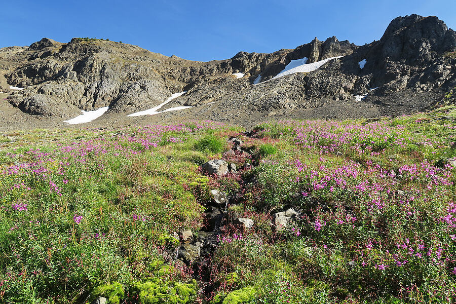 wildflowers [Chowder Ridge, Mt. Baker Wilderness, Whatcom County, Washington]