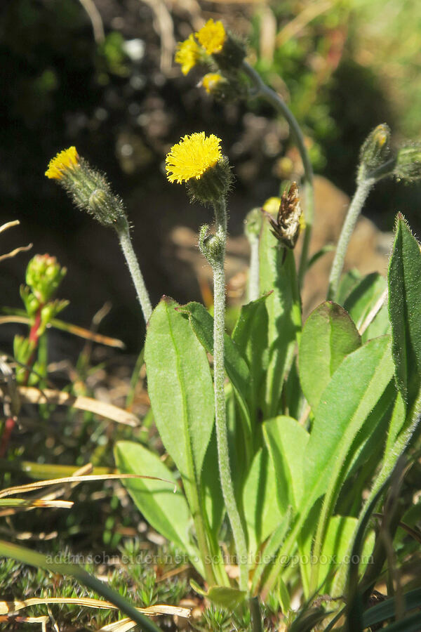alpine hawkweed (Hieracium gracile (Hieracium triste)) [Skyline Divide, Mt. Baker Wilderness, Whatcom County, Washington]