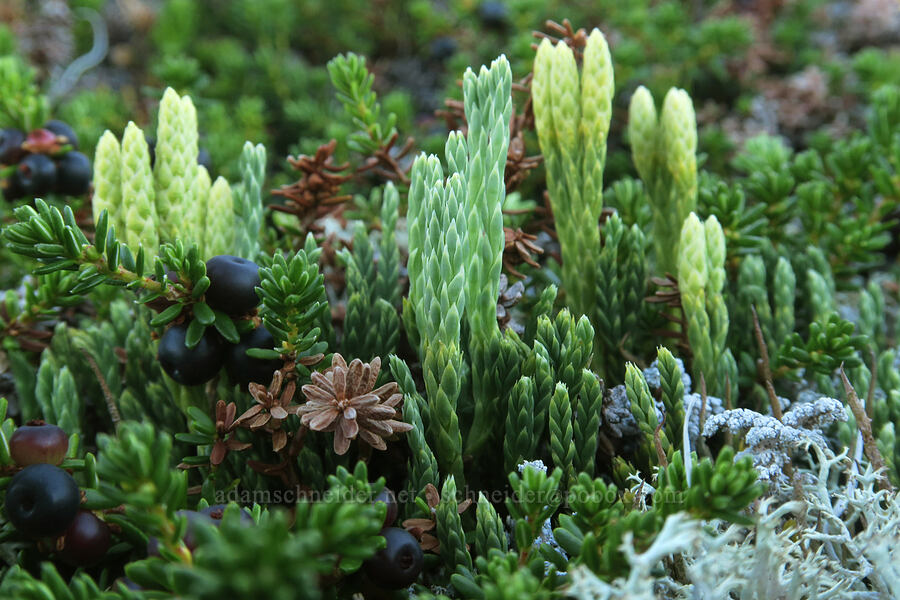 hybrid club moss & crowberries (Diphasiastrum alpinum x sitchense (Lycopodium alpinum x sitchense), Empetrum nigrum) [Skyline Divide, Mt. Baker Wilderness, Whatcom County, Washington]